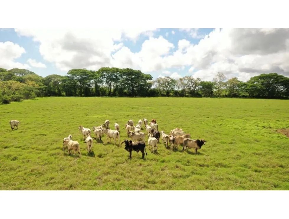 SE VENDE TERRENO TITULADO DE 13 HECTÁREA EN PARITA DE HERRERA