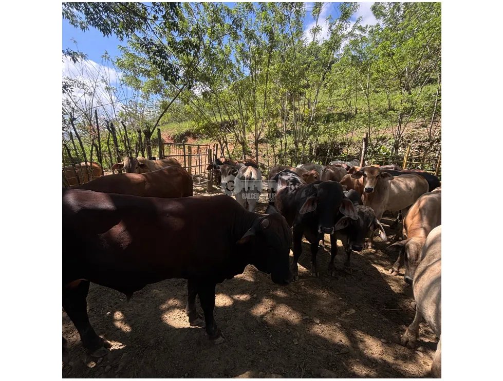 Land/Farm for sale in Capira