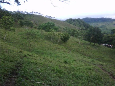 15991 - Capira - fincas