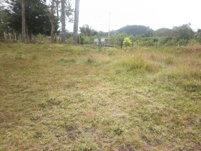 15995 - Bugaba - lots