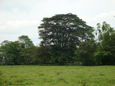 16133 - Dolega - farms