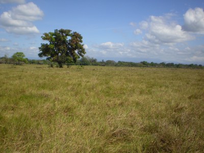 17883 - Santo tomas - farms