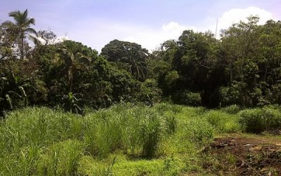 19831 - Arraiján - lotes