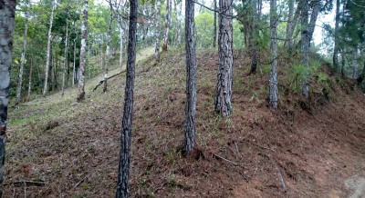 23387 - 24 de diciembre - lots - altos de cerro azul