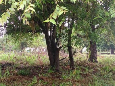 23607 - Coronado - lots