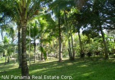 2384 - Pedregal - lots