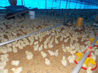 23857 - Ciudad de Panamá - fincas