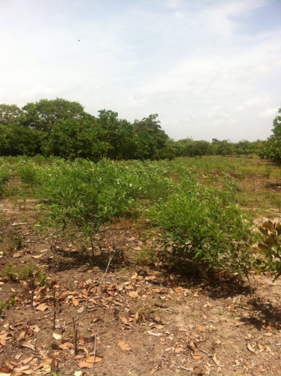 25591 - Antón - fincas