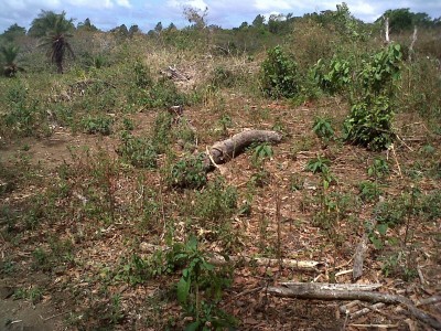 26252 - Palmira - boquete - lotes