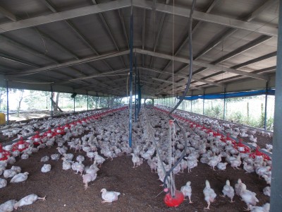 32795 - Avenida justo arosemena - farms