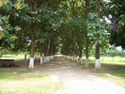 4467 - Rio hato - lots