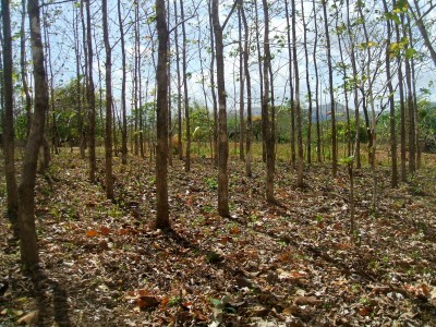 462 - Pacora - lotes