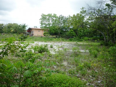 5498 - Penonomé - lots