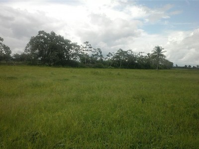 56824 - Alanje - fincas