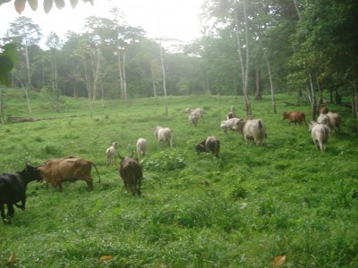 5693 - Tierra oscura - fincas