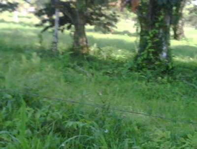 5750 - Bugaba - fincas