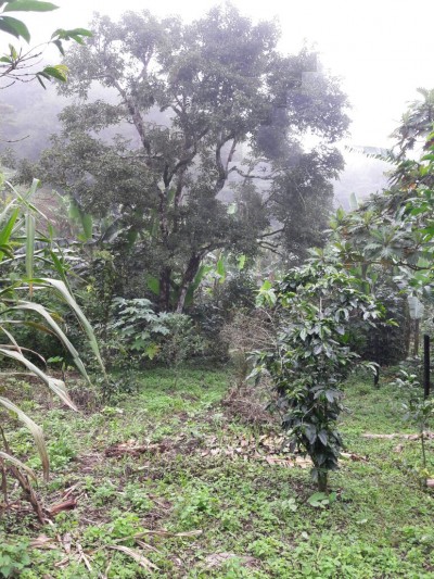 59439 - Boquete - lotes