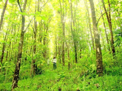 5951 - David - lotes