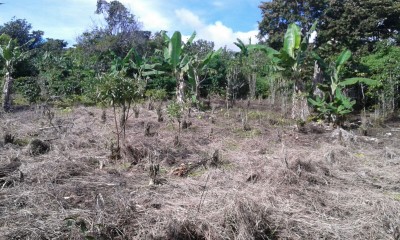 73203 - Boquete - fincas