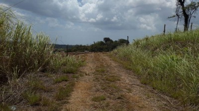 73684 - La Chorrera - lotes