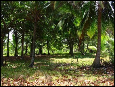 743 - Chagres - lots