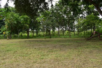 79123 - Nuevo emperador - lotes