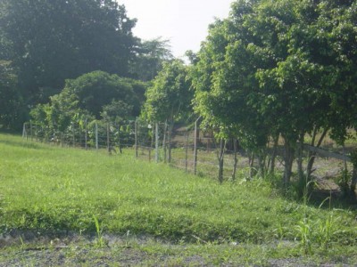 7943 - San carlos - lots