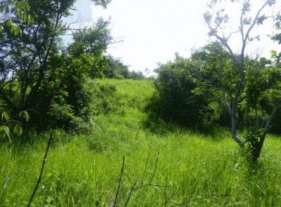 88882 - Playa gorgona - lotes