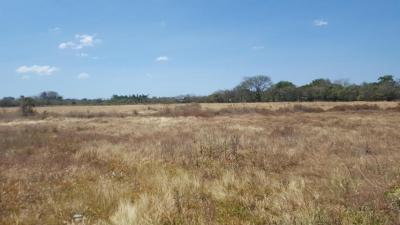 90035 - El coco - penonome - fincas