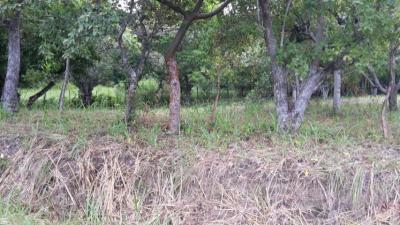 90462 - San carlos - lots