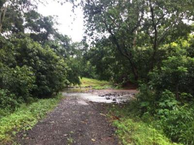 91031 - La Chorrera - lotes