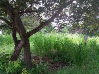 93691 - Coronado - lots