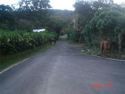 996 - Jaramillo - fincas